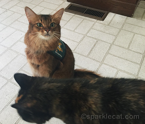 tortoiseshell cat walking past somali cat to get treats
