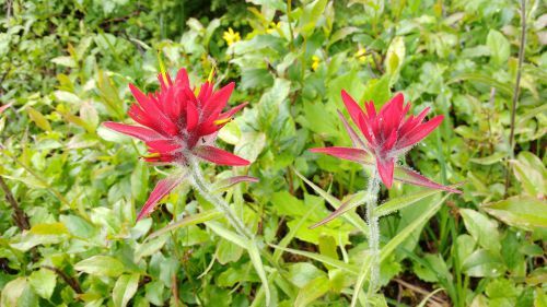 Indian Paintbrush