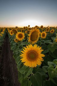 Sunflowers,_Merritt,_California,_27_June_2013