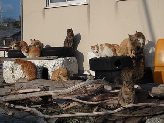cat-island
