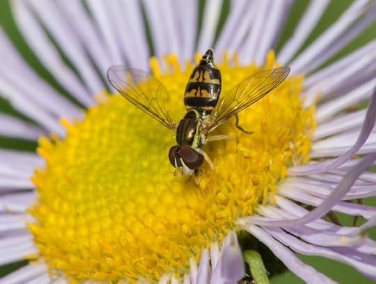 Toxomerus occidentalis, female slurping nectar on Erigeron specious (showy fleabane)