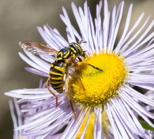 Syrphids in the genus Spilomyia often mimic wasps, with vivid yellow and black patterns and modified antennae.