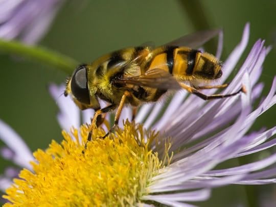 Myathropa florea, male. Larvae feed on bacteria at the base of trees or in decaying leaves.
