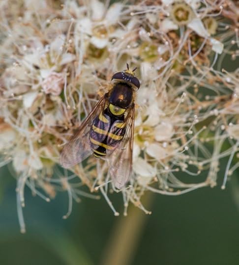 Syrphus opinator (female) on Spiraea betulifolia var. lucida