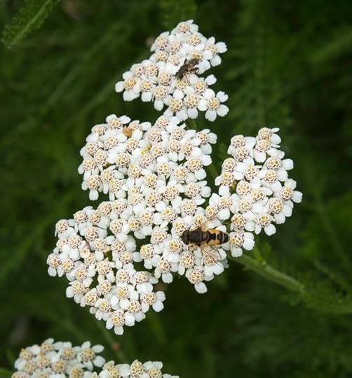 Eristatis male on yarrow (Achillea millefolium var. occidentalis