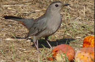 bird1