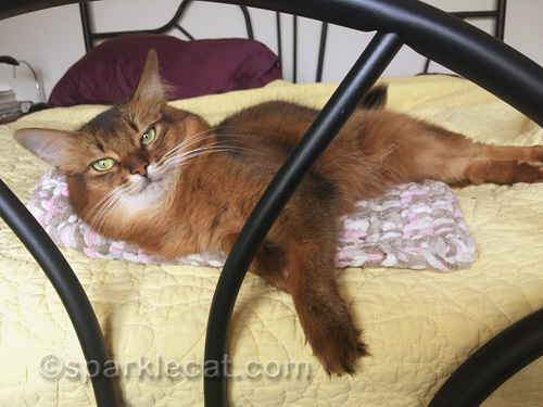 napping somali cat is awakened for a selfie