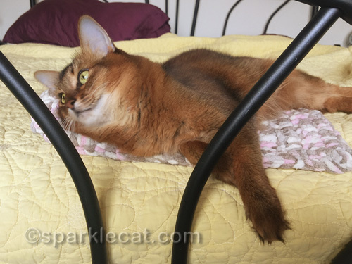 somali cat about to get up do to a selfie