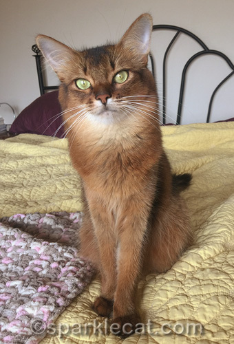 Somali cat sitting up and getting ready for a wake-up selfie