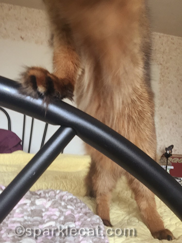 somali cat setting timer on iPhone