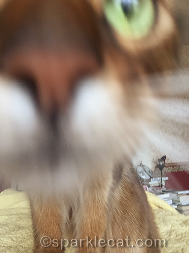 somali cat looks into iPhone lens