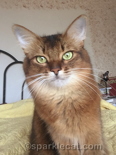 somali cat smiling for selfie