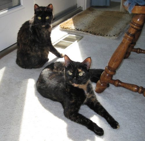 tortoiseshell-cats