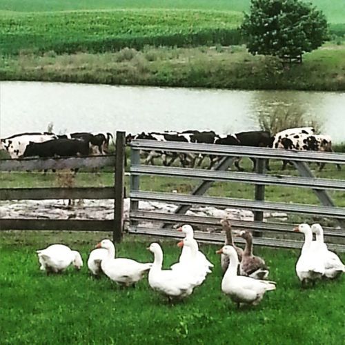 geese counting cows