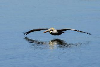 Pelican