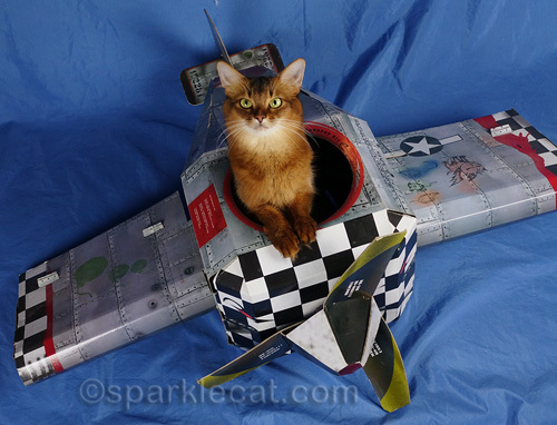 somali cat in cardboard fighter plane