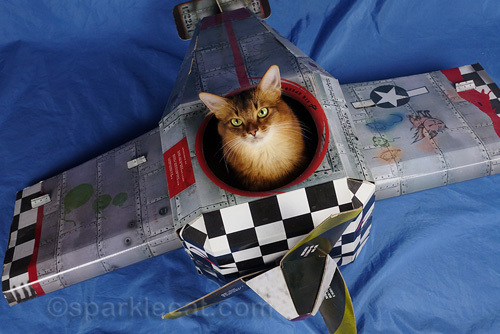 somali cat ready for takeoff in her fighter plane