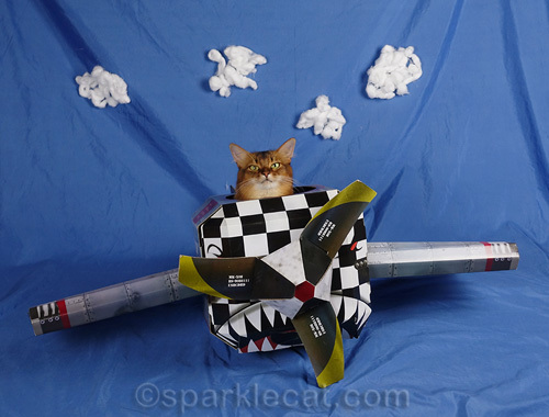 somali cat flying through the air in a plane... or at least a sky colored set