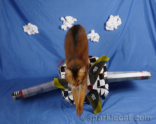 somali cat bails from her airplane