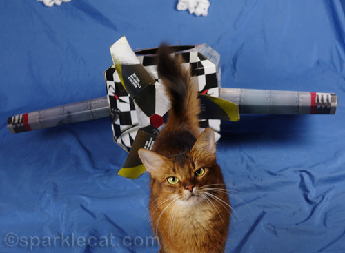 somali cat walks away from airplane