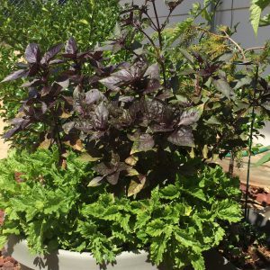 Curly and opal basil