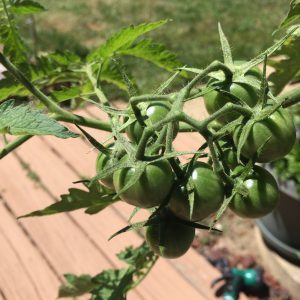 Black Cherry greenies