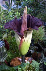 CorpseFlower