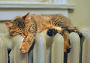 Cat on radiator