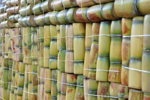 Sugarcane