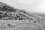 DSC_0335