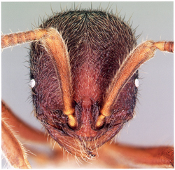 ants-search