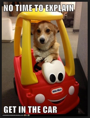 211 dog