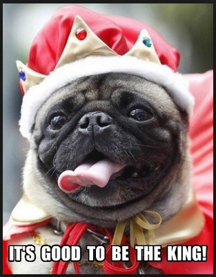 212 dog
