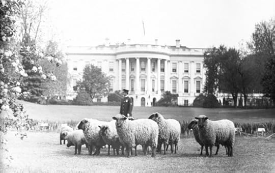 whitehouse-sheep