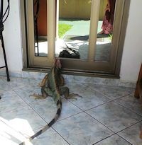 trump iguana mirror