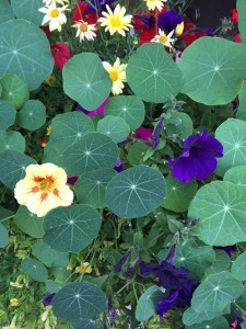 13718629_278697279170917_2068762012877234009_n