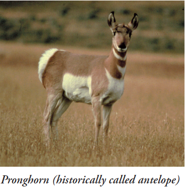Screen Shot_Pronghorn