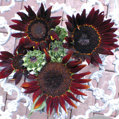 red sunflowers