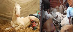 Shaktimaan the horse, cow-slaughter, Hindutva, RSS, BJP, VHP, Indian media, anti-Dalit, anti-Muslim, anti-beef, Hindu fundamentalist, Indian constitution, Supreme Court of India, Kerala cow-slaughter, NorthEast cow-slaughter, beef trade, wikipedia, Mughals, Babar, Akbar, Shahjahan, Jahangir, Ahmed Shah, Aurangzeb, Bahadur Shah Zafar, Hyder Ali, bakri-id, Indra, Agni, British Raj, communal riots, Arya Samaj, Dayananda Saraswathi, Sambhaji, Shivaji, Ranjit Singh, Sikh Empire, Mahatama Gandhi, Bal Gangadhar Ti