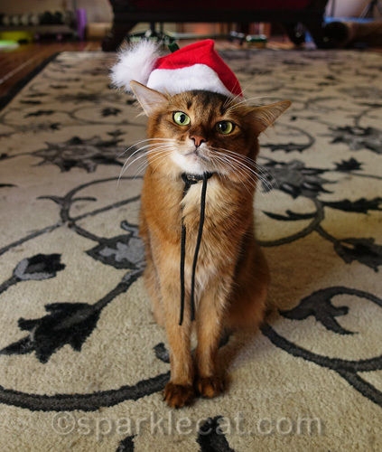somali cat in Santa hat celebrates Christmas in August