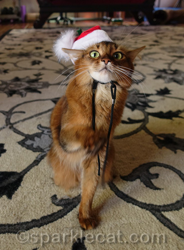somali cat in Santa hat raises paw
