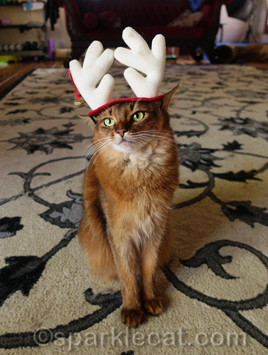 somali cat being judgy about reindeer antler headgear