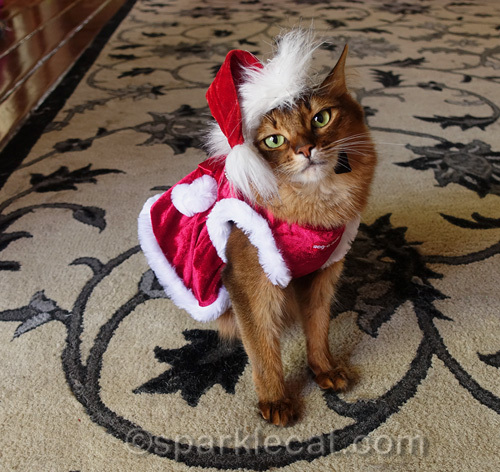 somali cat looking cute in Santa's helper outfit