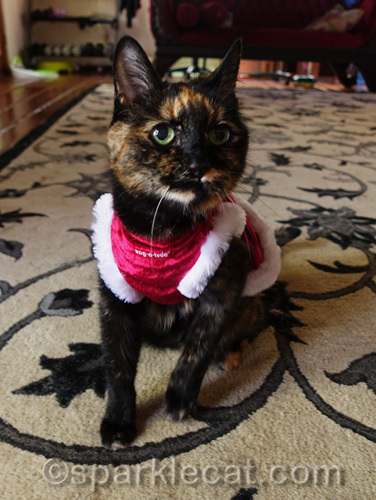 tortoiseshell cat in santa's helper dress