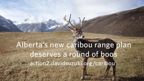 Photo: Give a boo for the caribou zoo
