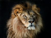 New Moon In Leo – Brave New You!