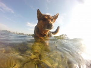 DCIM113GOPRO