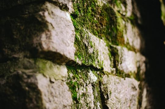 Briofitas by Carmen Jost