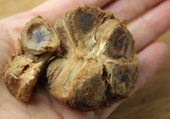 what-is-monk-fruit-luo-han-guo