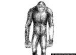 Yeti
